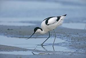 Avocet on the river exe